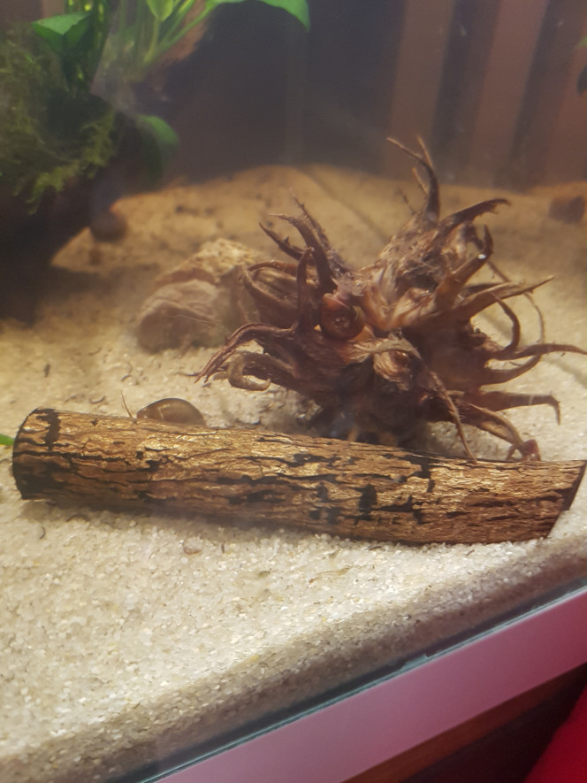 Le bac va bien Les daphnies sautillent. La cryptocoryne ne fond pas (pour le moment?). 

Hier j'ai passé 3h a trier et acclimater des bestioles et malawas du 10L. Je n'ai fait que la moitié pour le moment... ce matin, tout le monde va bien. 

J'ai hâte d'ajouter plus de plantes. :)