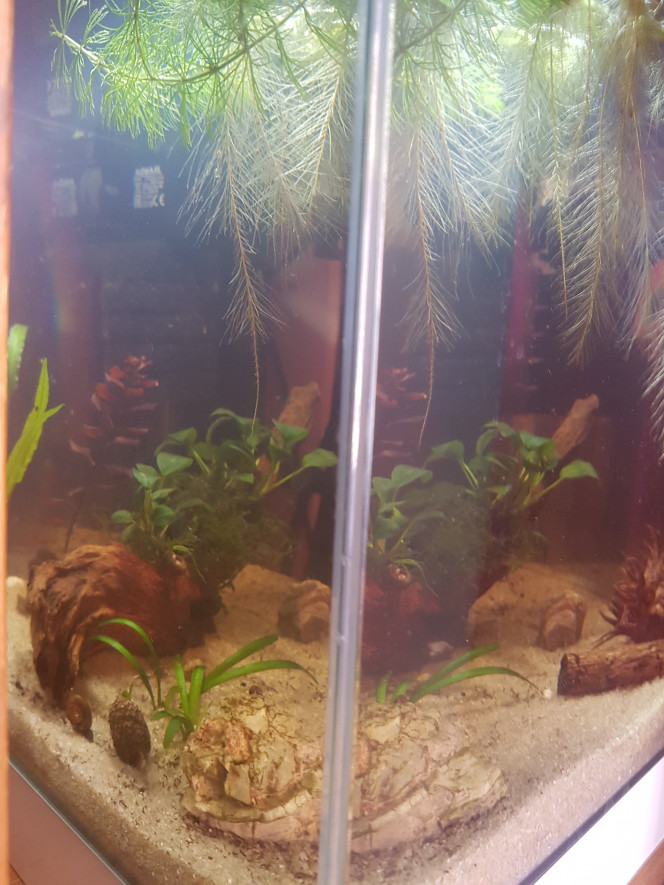 Le bac va bien Les daphnies sautillent. La cryptocoryne ne fond pas (pour le moment?). 

Hier j'ai passé 3h a trier et acclimater des bestioles et malawas du 10L. Je n'ai fait que la moitié pour le moment... ce matin, tout le monde va bien. 

J'ai hâte d'ajouter plus de plantes. :)
