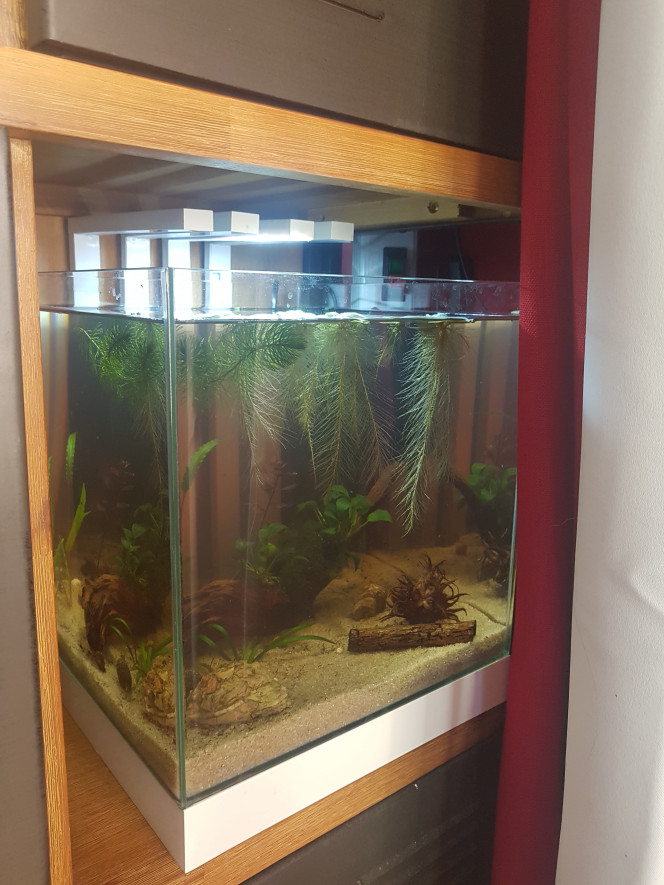 Le bac va bien Les daphnies sautillent. La cryptocoryne ne fond pas (pour le moment?). 

Hier j'ai passé 3h a trier et acclimater des bestioles et malawas du 10L. Je n'ai fait que la moitié pour le moment... ce matin, tout le monde va bien. 

J'ai hâte d'ajouter plus de plantes. :)