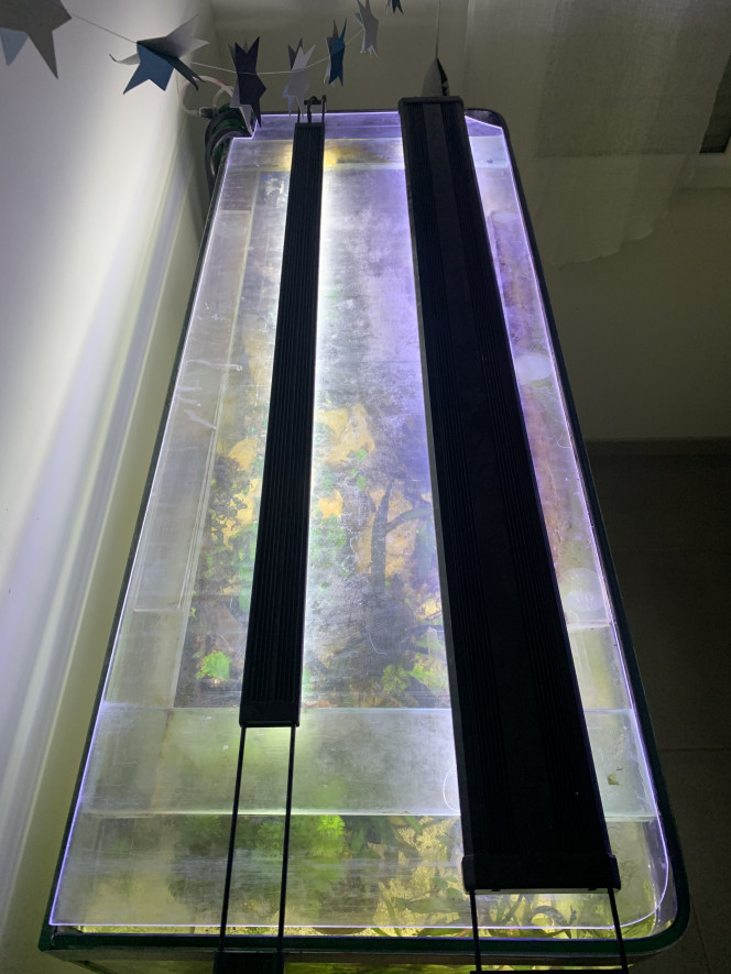 Double rampe led Éclairage d’origine supprimé 
Deux rampes led fluval 
Et un capot taillé dans du plexis .. parce que de temps en temps ça chahute dans le bac je ne tiens pas à trouver mes petits monstres tout secs.