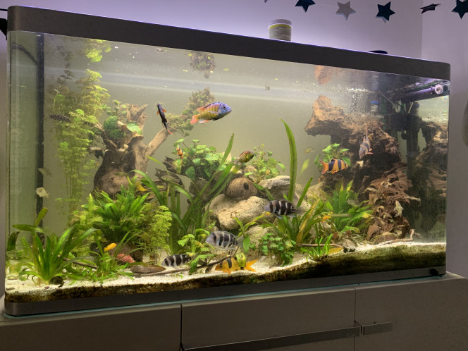 Jour de changement d’eau.. 30% ... 100L. 