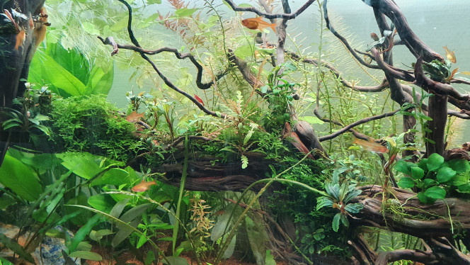  Les bucephalandra commence a montrer leurs potentiel ? 
Le co2 a l'air de faire du bien à tout le monde et le PH mètre et sa stabilité ont l'air de faire plaisir a mes habitants