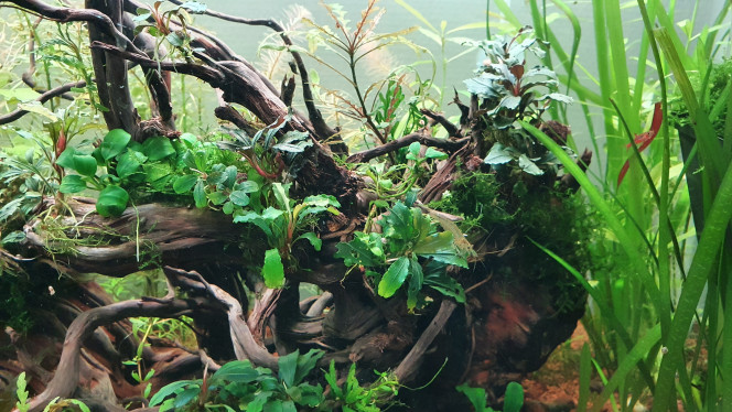  Les bucephalandra commence a montrer leurs potentiel ? 
Le co2 a l'air de faire du bien à tout le monde et le PH mètre et sa stabilité ont l'air de faire plaisir a mes habitants
