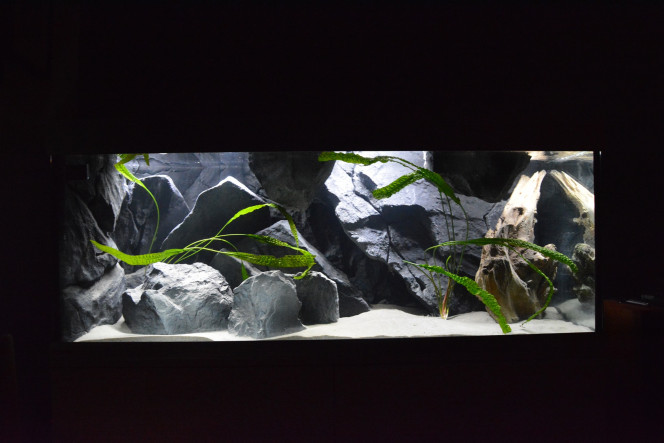  Voici l'eau, les plantes et les premiers synodontis lupins (invisible sur la photo). Les premiers poissons sont arrivé vite car emploi d'eau, de sol et d'un filtre vieilli.