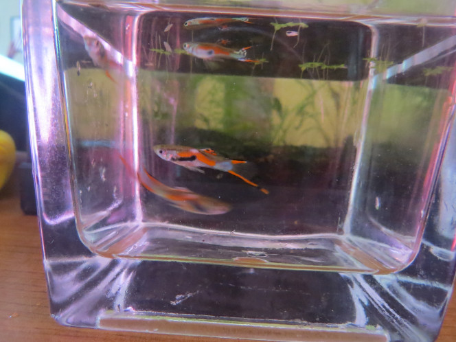 Guppy Endler Et voilà, même si je dois me séparer de quelques individus pour éviter la surpopulation. J'ai toujours un peu peur qu'ils s'en aillent vers un aqua mal entretenu... :( mais bon... Bye petit guppy ! 

En vrai, je les trouve tellement beaux que j'aimerai tous les garder mdr