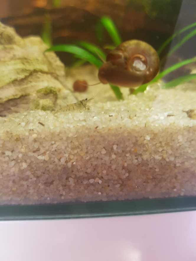 Chez les Malawas Escargots planorbes tachetés sur une coque de noix de bysance (Henxenduxe?)...

Petite malawa avec escargot...

Daphnies attirées par la lumière... :p