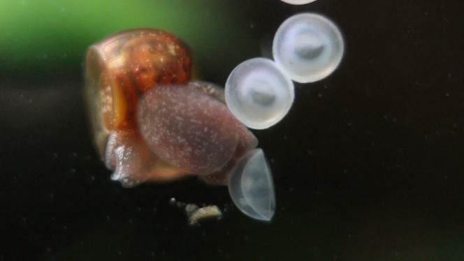 Planorbe mangeant un œuf de corydoras Qui a percé l'œuf? Je ne sais pas, le mystère reste entier, mais les preuves sont à charge contre le planorbe ?