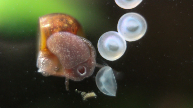 Planorbe mangeant un œuf de corydoras Qui a percé l'œuf? Je ne sais pas, le mystère reste entier, mais les preuves sont à charge contre le planorbe ?