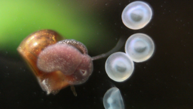 Planorbe mangeant un œuf de corydoras Qui a percé l'œuf? Je ne sais pas, le mystère reste entier, mais les preuves sont à charge contre le planorbe ?