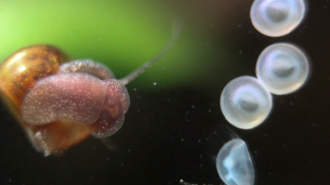 Planorbe mangeant un œuf de corydoras Qui a percé l'œuf? Je ne sais pas, le mystère reste entier, mais les preuves sont à charge contre le planorbe ?