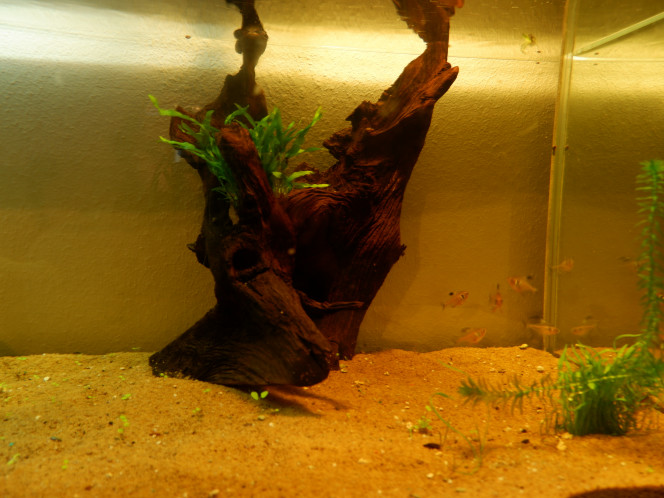 Changement dans mon aquarium J'ai modifié la position de ma souche. L'emplacement ne me plaisait plus et n'allait pas avec la déco rajoutée, désolé c'est de la résine que j'avais avant dans ce bac.