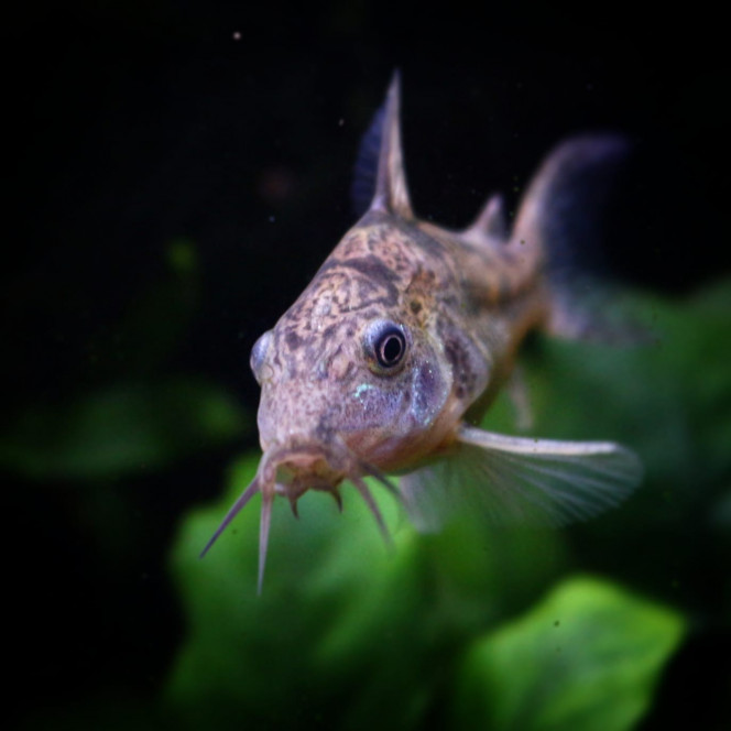 Une des Mme Corydoras qui joue dans le courant 