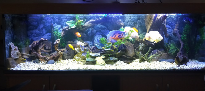 Cichlidés - Américains & Africains - 600L - 2m (lien Youtube:) https://youtu.be/jNao_CfkPHY -------------------------------------------------------------------- 17  POISSONS



 - 3 Astronotus (1Tigre & 2 Albinos) + 1 Pterygoplichthys
Pardalis (Pleco) + 2 Red Parrot + 6 Aulonocara  + 1 Labidochromis Jaune + 2 Cyrtocara Moori (Dauphin Bleu) + 2 Julidochromis Marlieri
--------------------------------------------------------------------------------------------------------------------------------
---------------------------------- EQUIPEMENT TECHNIQUE: -Filtration avec: (côté Gauche)1 pompe Sunsun  HW704A - 2000 L/heure avec 4 paniers, suivie en sortie d'un UV-c de 18W qui fonctionne 12h/24h.
(côté Droit) 1 pompe Sera UV-c Xtreme 1200 -1220L/heure avec 4 paniers, suivie d'un UV-c de 36W qui fonctionne 24h/24h. (les 2 UV-c fonctionnent ensemble 24h/24h après chaque changement d'eau partiel).
&  - 1 Pompe à Air Tetra APS 400 de 4.5w/1 Pompe à Air RS-390 - 5w - 1
Chauffage 300 w (réglé sur 26°) avec régulateur électronique et sonde séparée + 1 Chauffage 500 w (réglé sur 26°) avec régulateur électronique et sonde séparée.
 --- (Côté Gauche): 2 Pompes de Brassage en surface 6.000L/H (x2).
 --- (Côté Droit)     : 1 double Pompe de Brassage en surface 6.000L/H ---  5) Rampes d'éclairage: - 1) rampe
à LED de 1.20m "Blanc-Bleu"/- 1) rampe à LED triple "2 lignes Blanches & 1 ligne Bleue"; - 3)
Rampes à LED de 40cm "Bleu" sur les bords & milieu....le tout, sur Horloge 11h15/jour  en pleine lumière & 2x15mn en faible intensité "matin et soir" (Allumage
décalé, afin de ne pas stresser les poissons) avec Horloges digitales soutenues par Batteries
(fréquentes coupures de courant). -Substrat = Gravier de marbre concassé, roches, souche et racines
diverses.