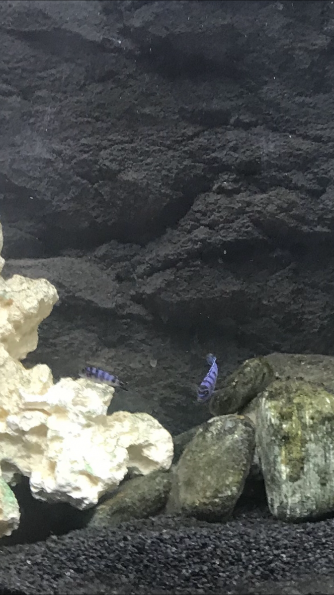 Demasoni 