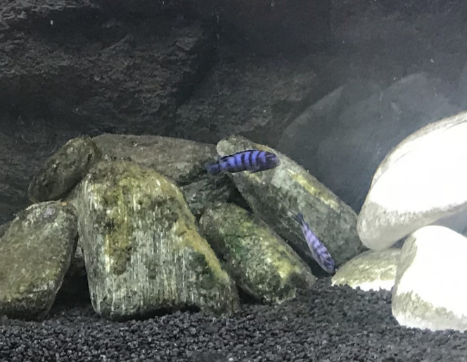 Demasoni 