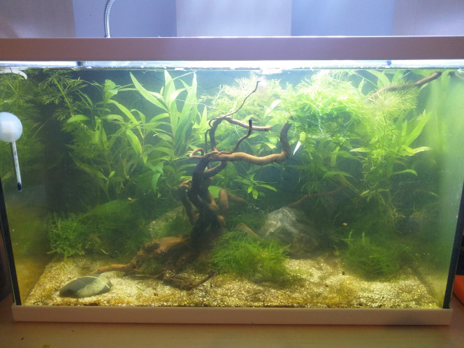  Re aménagement de mon aquarium avec un meilleur aquascape <3