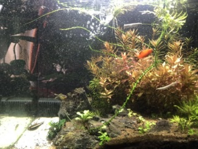  Aquarium d’occasion installé le 22 septembre 2020 avec une dizaine d’occupants dont je ne connais pas le nom.
Affaire à suivre
