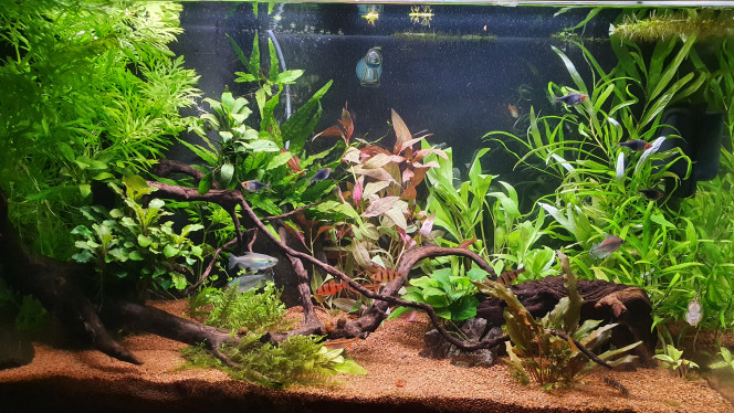 Biotope asiatique 125L J'actualise mon bac principal, de base qui se voulait biotope asiatique mais plus vraiment avec la récente introduction de 3 tetra du congo pour remplacer mon colisa lalia récemment veuf qui a trouvé ça place dans un bac de 180L en attendant une copine...