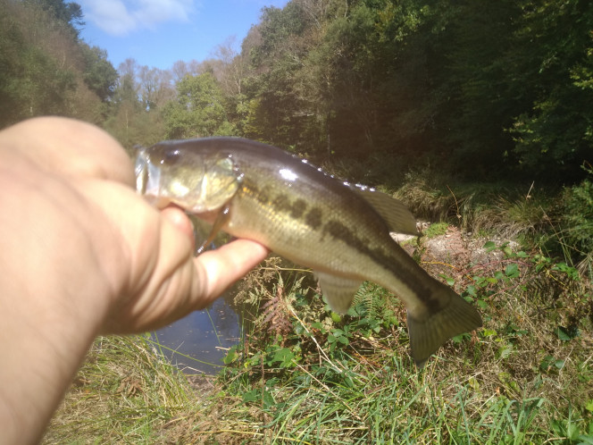 Black bass N+2. 
Naissance + 2 été