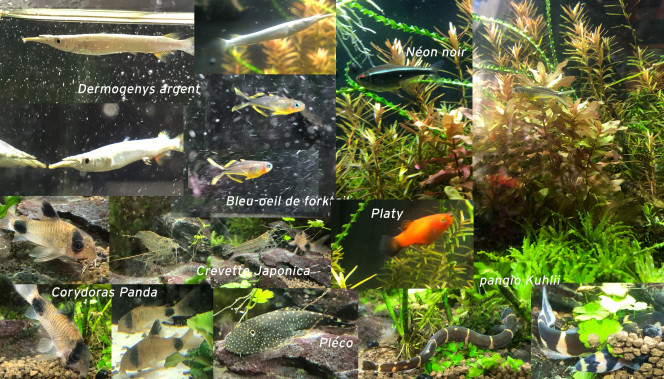 Mes Poissons Image composée de tous mes nouveaux amis avec leurs noms grâce à votre aide.
Merci !