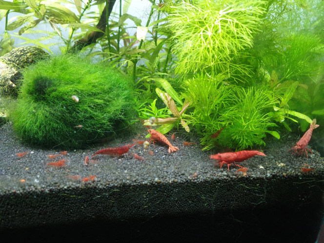 1ere naissances L'arrivée de mes 1er bébés crevettes ! 
Alors qu'il ne me reste que 4 individus adultes, une bonne trentaine de bébés s'ajoutent à la population de l'aquarium.