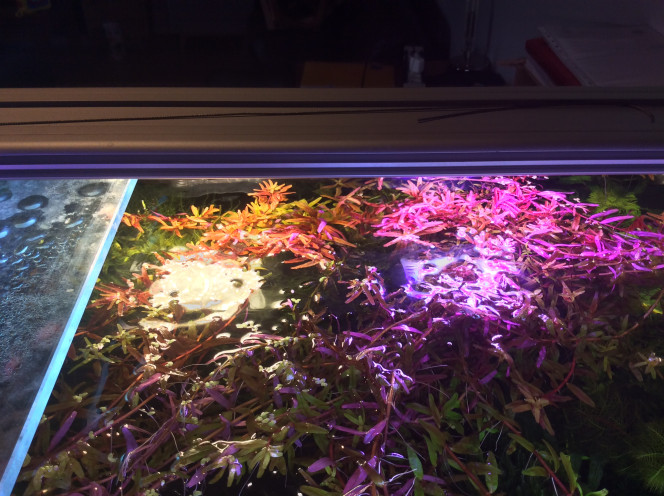 Rotala sous influence Deux modules leds différents un jaune à gauche et un natural sun à droite