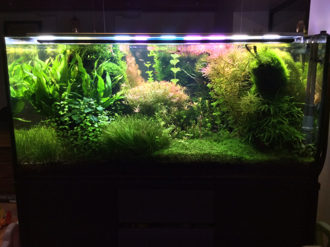 Remaniement des modules de la rampe led Comme ma ludwigia sp white ne white plus.je lui mets toute la puissance  .tu whites ou tu dégages