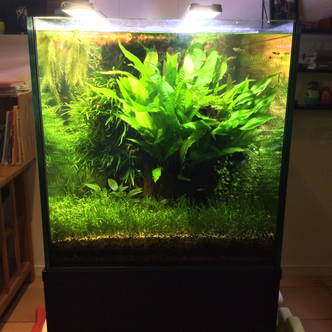 Remaniement des modules de la rampe led Comme ma ludwigia sp white ne white plus.je lui mets toute la puissance  .tu whites ou tu dégages