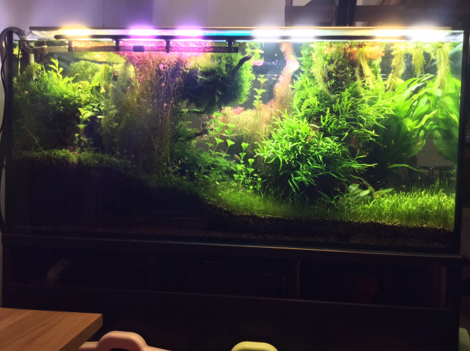 Remaniement des modules de la rampe led Comme ma ludwigia sp white ne white plus.je lui mets toute la puissance  .tu whites ou tu dégages