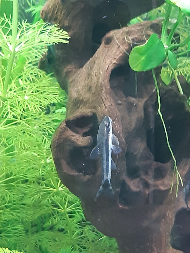 Un de mes otocinclus, j'adore ces poissons <3 