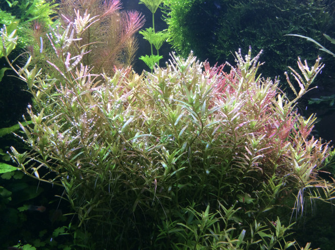 Rotala Ça bulle pour moi