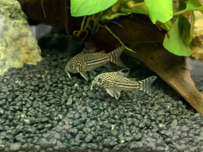 Corydoras julii introduits dans aquarium 1 le 27/09/2020