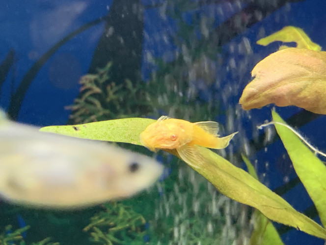 Ancistrus 