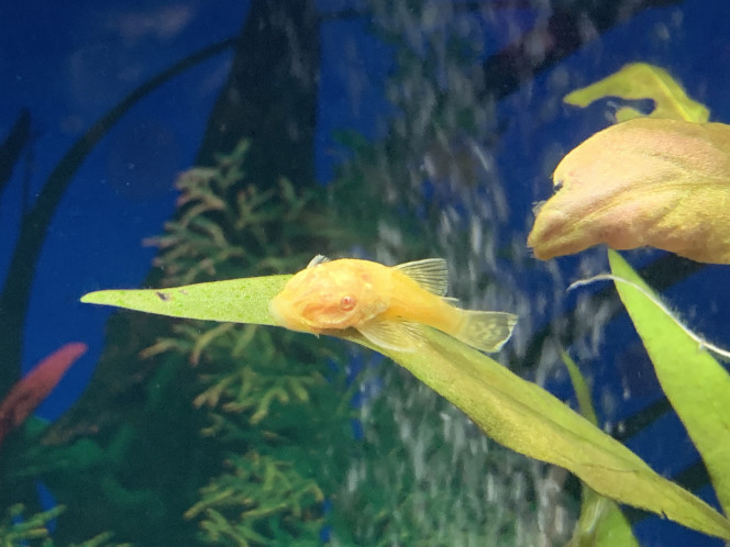 Ancistrus introduit le 27 Septembre 2020 dans aquarium 1