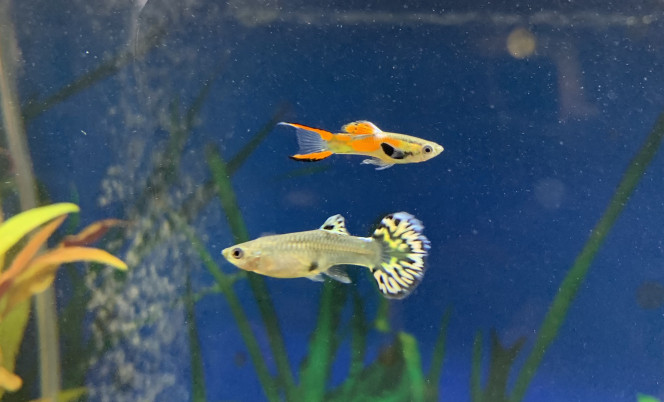 guppy de Endler et Poecilia reticula introduits le 19 septembre 2020