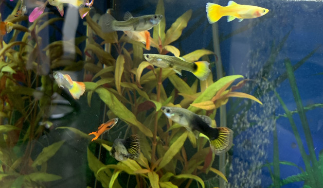 cohabitation Endler guppys 