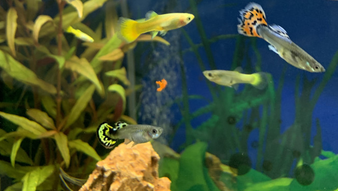 Guppy 