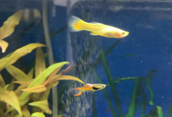endler et guppy 