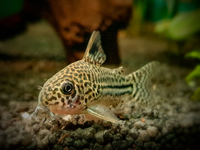 Corydoras Julii 