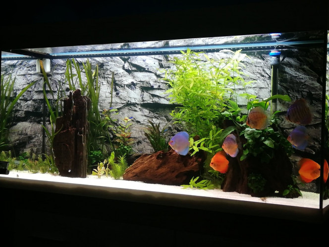 Aquarium Petite évolution des plantes