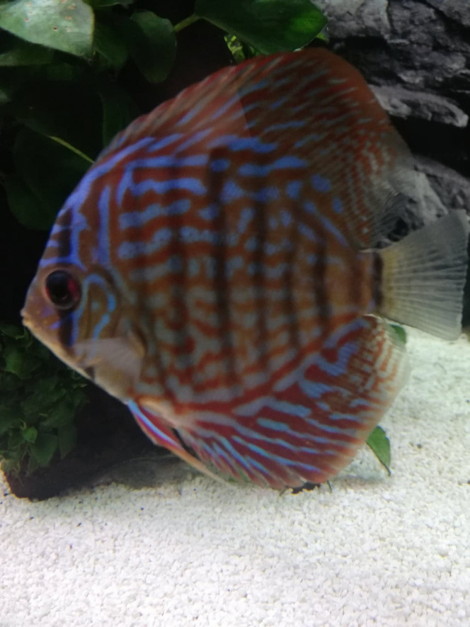 Discus Red Turquoise C'est le petit (8cm) dernier arrivé il y a deux jours.  Pas évident pour lui le 1er jour, constamment pris à partie par le dominant du groupe, mais maintenant il est intégré et mange déjà.