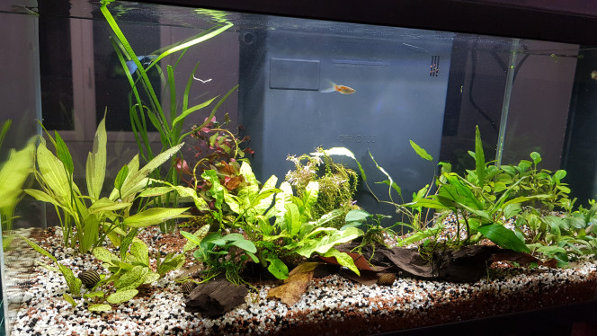  Ajout de nouvelles plantes, merci Scaracas :)