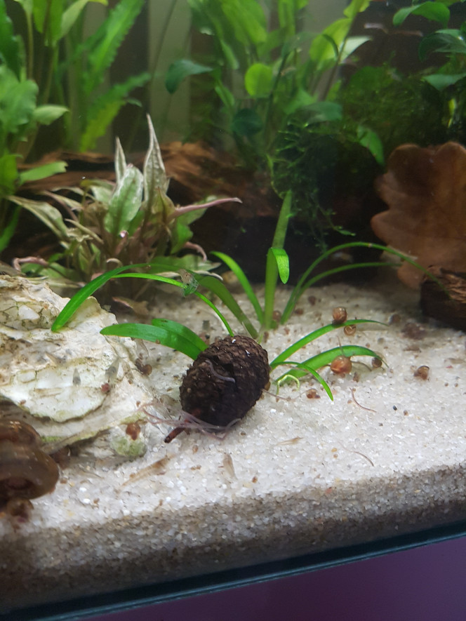 Chez les Malawas Les blackworms jouent avec le fruit d'aulne... les crevettes dansent et les plantes poussent... :p