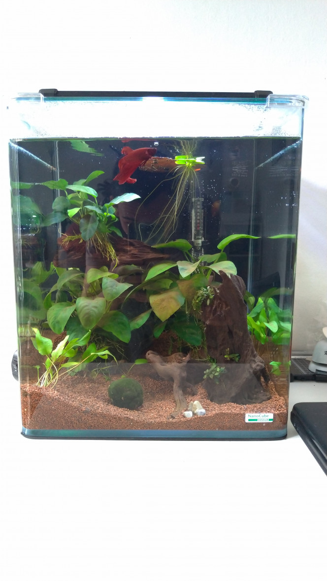 New home 