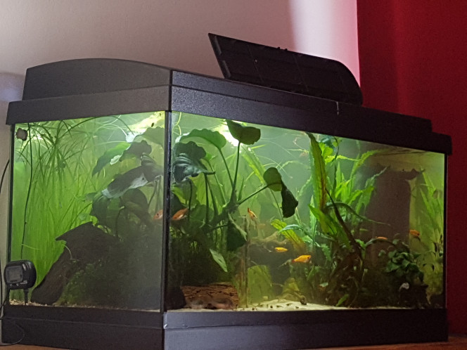 Chez les Corys Ajout de sable et changement d'eau sans nettoyage de filtre pour mes petits foufous... 

L'eau est troublée par l'ajout de mironekuton (poudre de pierre noire) et zeolithe (poudre de pierre blanche) pour la qualité de l'eau. Ca ne gêne en rien les poissons. Demain l'eau sera translucide et ambrée. ;)