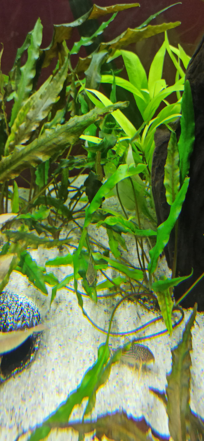 Les Otocinclus : imperturbables... 