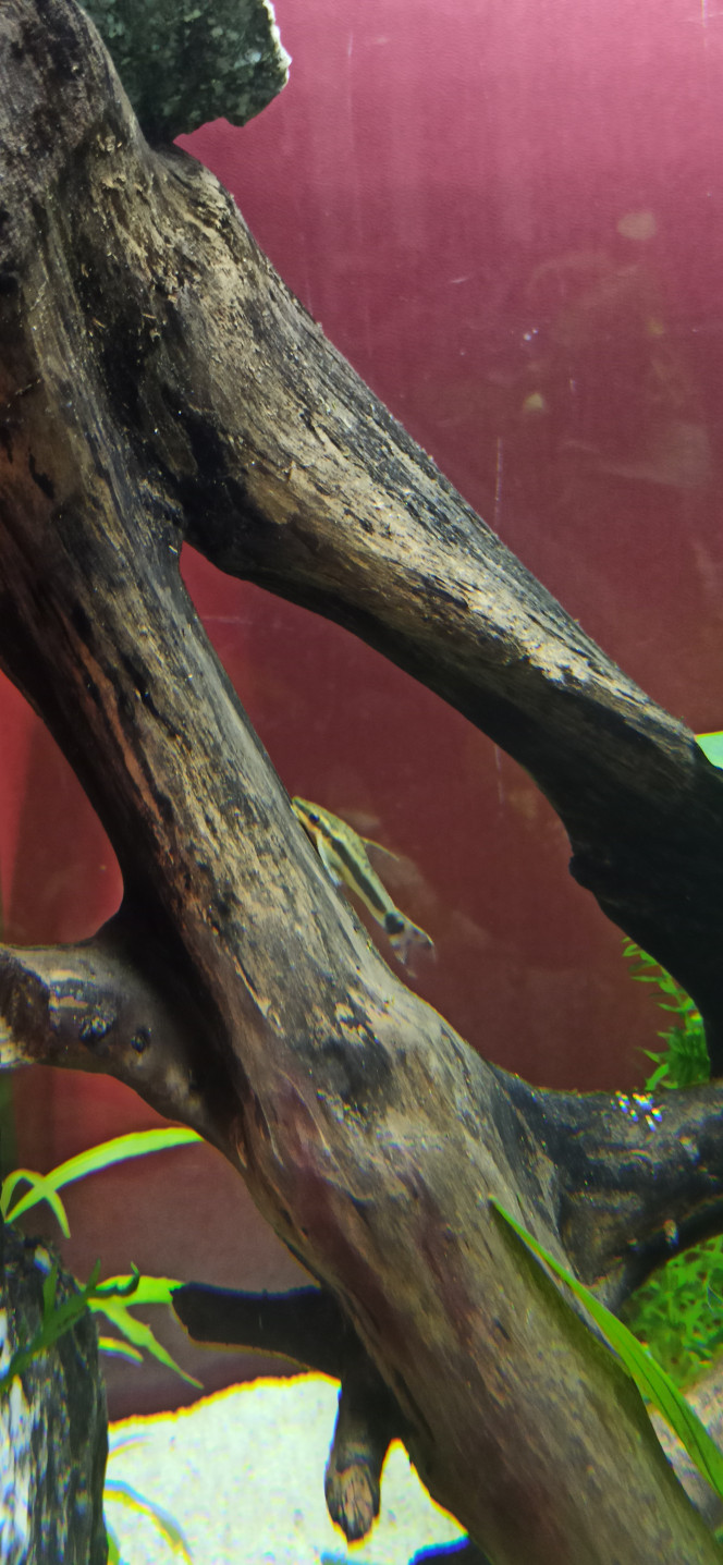 Les Otocinclus : imperturbables... 