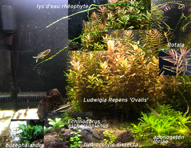Mes plantes Semaine2 J'ai tenté de retrouver le nom des plantes de mon aquarium. Pas simple !!