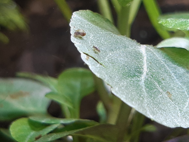 La micro faune est apparue! Des cyclopes, des ostracodes? (je suis pas sûre), un ver (pas sûre de ce que c'est non plus), 1 bébé escargot à l'envers en lévitation...
Ils sont tous apparus tout seul, je vais voir pour rajouter des daphnies parce que je kiffe la micro faune :3