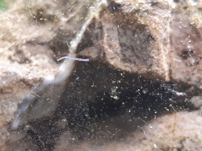 La micro faune est apparue! Des cyclopes, des ostracodes? (je suis pas sûre), un ver (pas sûre de ce que c'est non plus), 1 bébé escargot à l'envers en lévitation...
Ils sont tous apparus tout seul, je vais voir pour rajouter des daphnies parce que je kiffe la micro faune :3